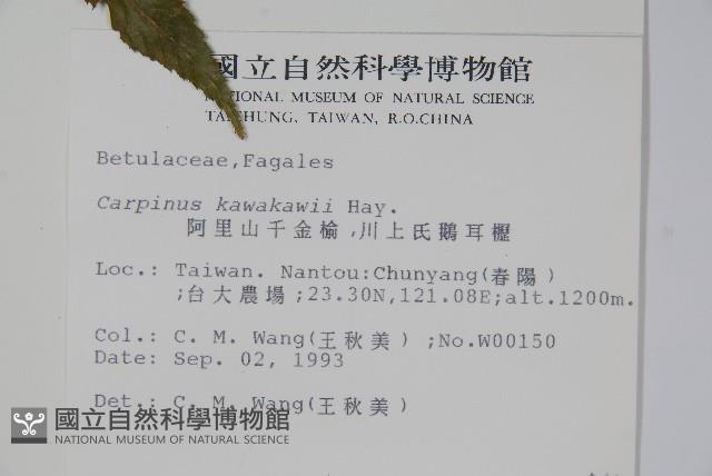 阿里山千金榆藏品圖，第2張