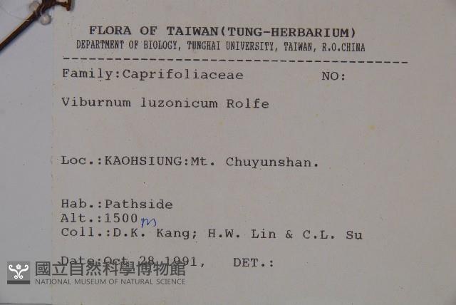 呂宋莢迷藏品圖，第2張