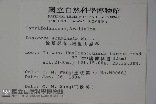 阿里山忍冬、漸尖葉忍冬藏品圖，第2張