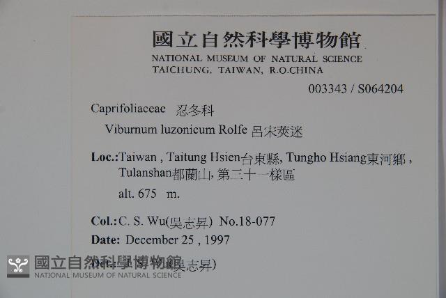 呂宋莢迷藏品圖，第2張