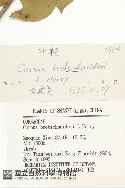 沙棶藏品圖，第3張