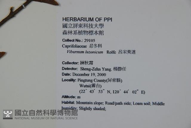 呂宋莢迷藏品圖，第2張