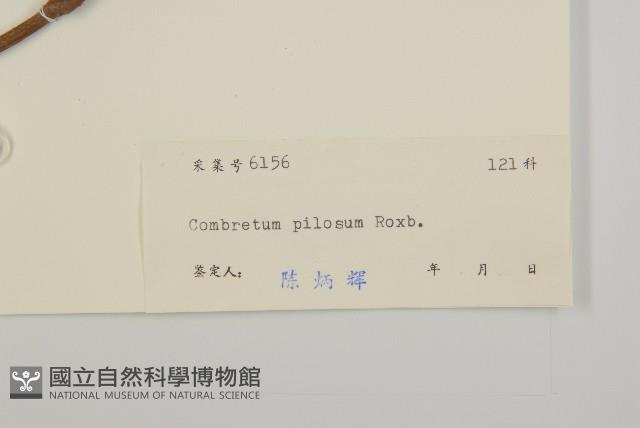 長毛風車子藏品圖，第3張