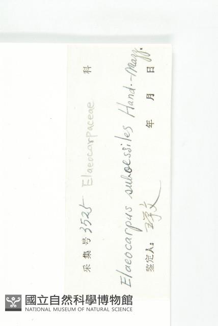 近圓果杜英藏品圖，第3張