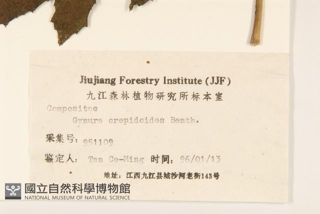 野茼蒿藏品圖，第3張