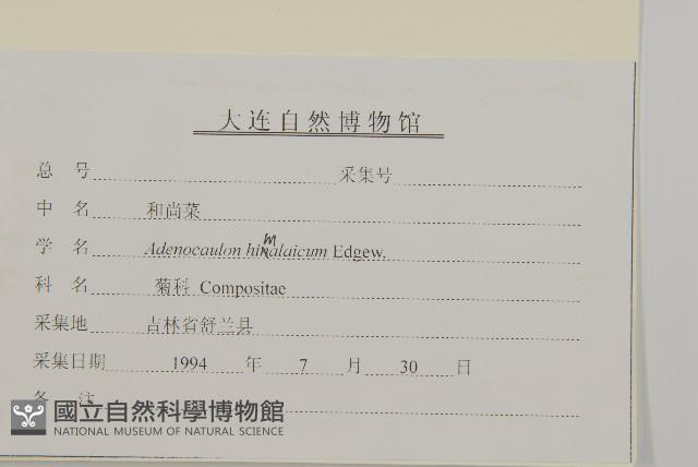 腺梗菜藏品圖，第3張