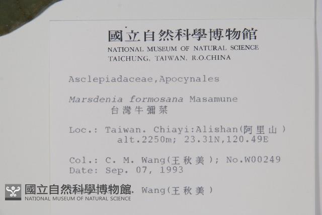 臺灣牛嬭菜藏品圖，第2張