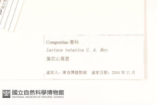 紫花山萵苣藏品圖，第3張