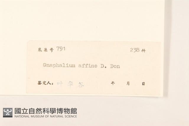 鼠麴草藏品圖，第3張