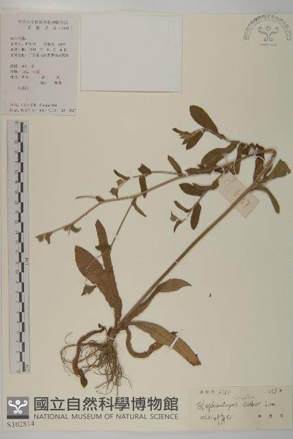 異色獼猴桃藏品圖，第3張