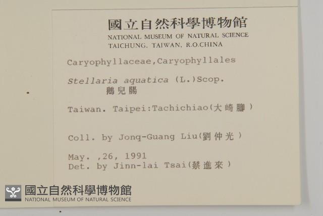 鵝兒腸藏品圖，第2張