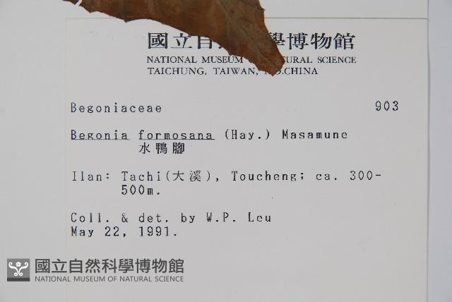 水鴨腳藏品圖，第2張