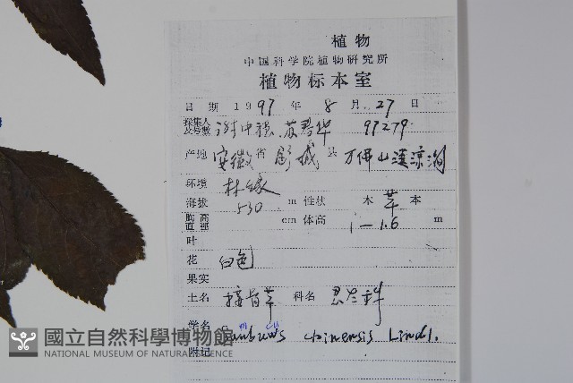 冇骨消藏品圖，第2張