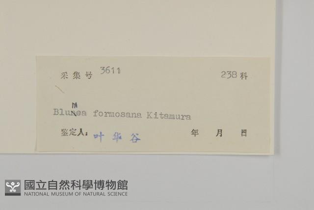 裡白艾納香藏品圖，第3張