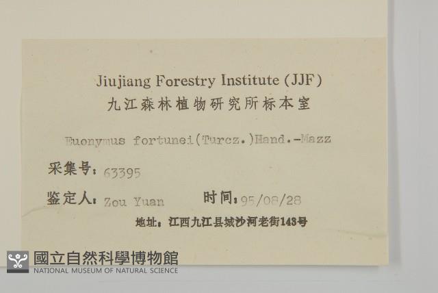 扶芳藤藏品圖，第3張