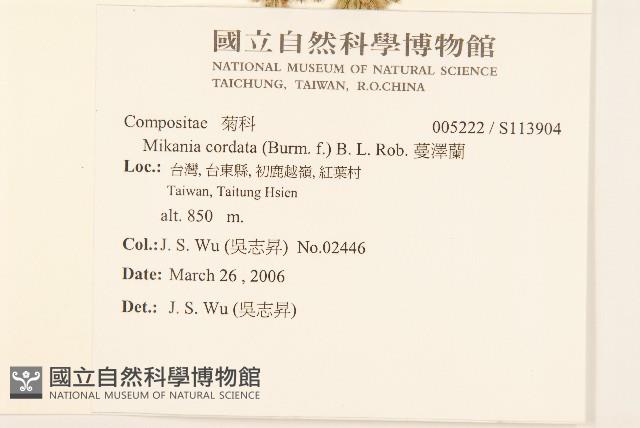 蔓澤蘭藏品圖，第2張