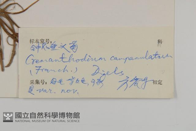 鐘花垂頭菊藏品圖，第3張