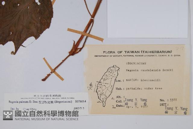 裂葉秋海棠藏品圖，第2張