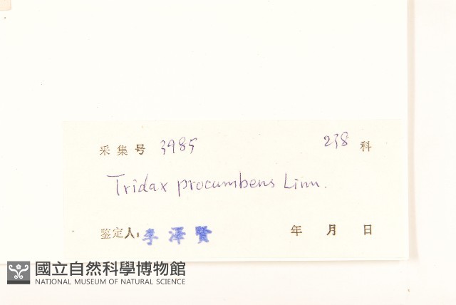 長柄菊藏品圖，第3張