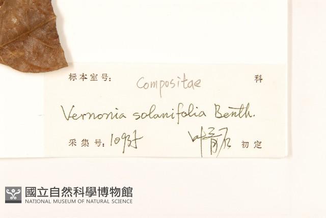 茄葉斑鳩菊藏品圖，第3張