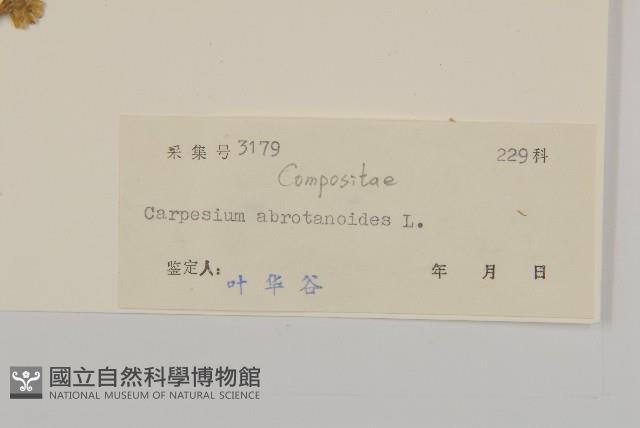 天名精藏品圖，第3張