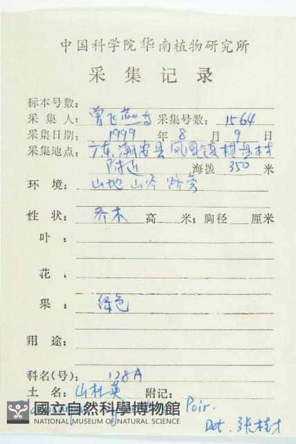 杜英、山杜英、蘭嶼杜英藏品圖，第2張