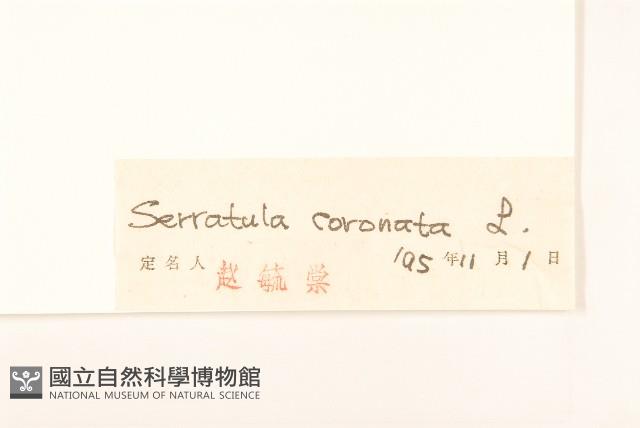 偽泥胡菜藏品圖，第3張