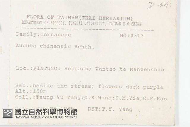 桃葉珊瑚藏品圖，第2張