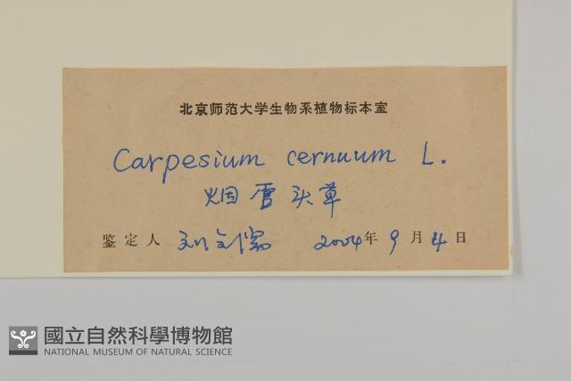 杓兒菜藏品圖，第3張