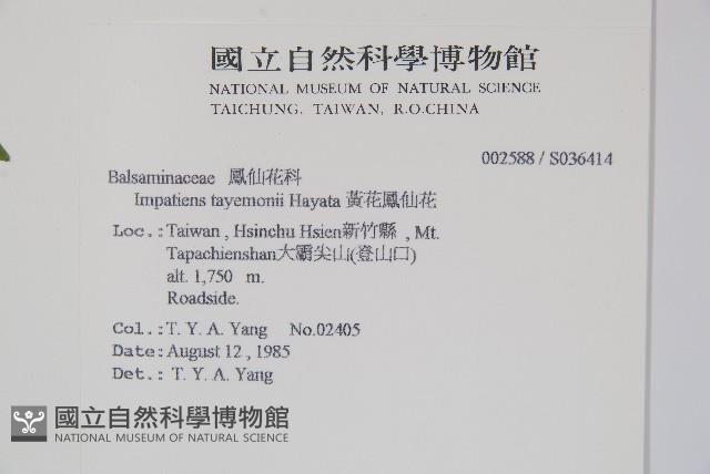 黃花鳳仙花藏品圖，第2張