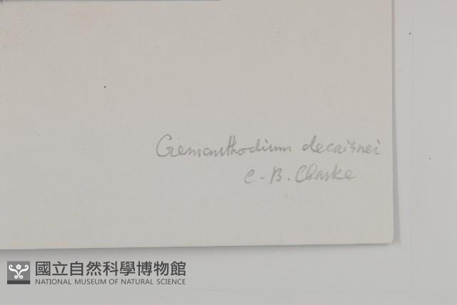 雲南金蓮花藏品圖，第4張