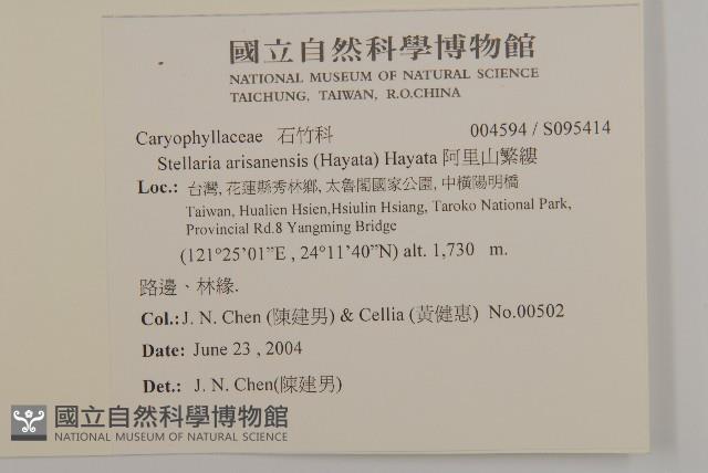 阿里山繁縷藏品圖，第2張