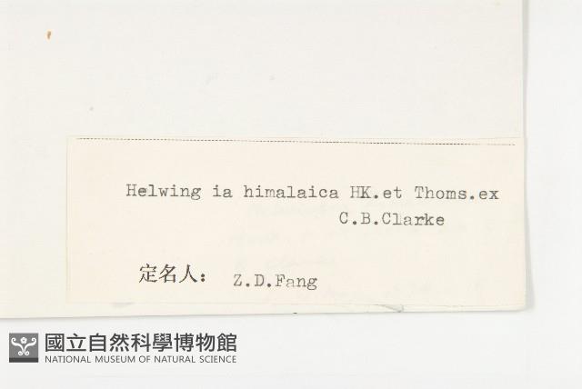 西藏青莢葉藏品圖，第3張