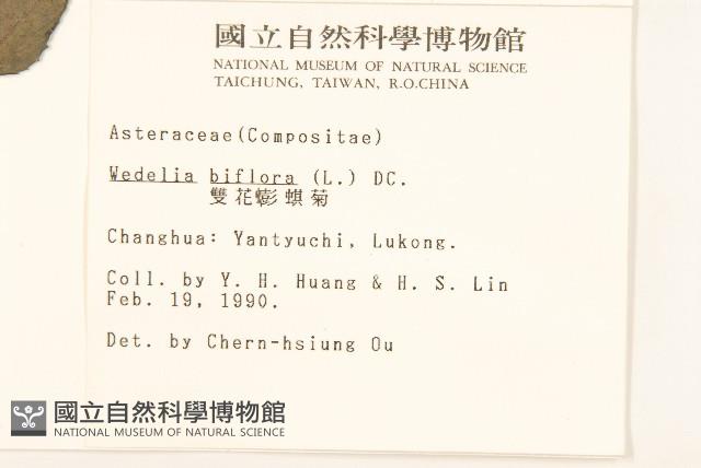 雙花蟛蜞菊藏品圖，第2張