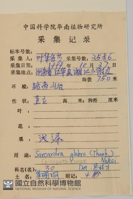 草珊瑚、紅果金粟蘭藏品圖，第2張