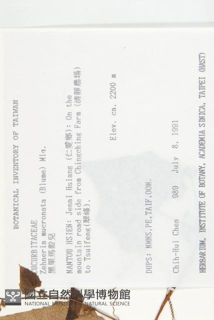 黑果馬交兒藏品圖，第2張