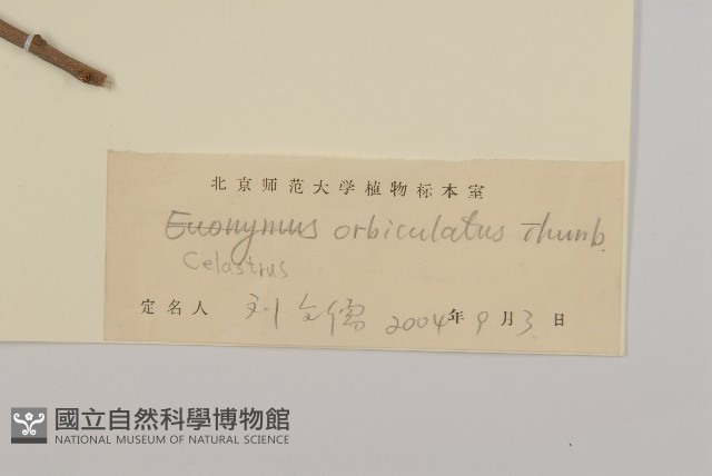 南蛇藤藏品圖，第3張