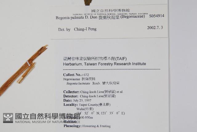 裂葉秋海棠藏品圖，第2張