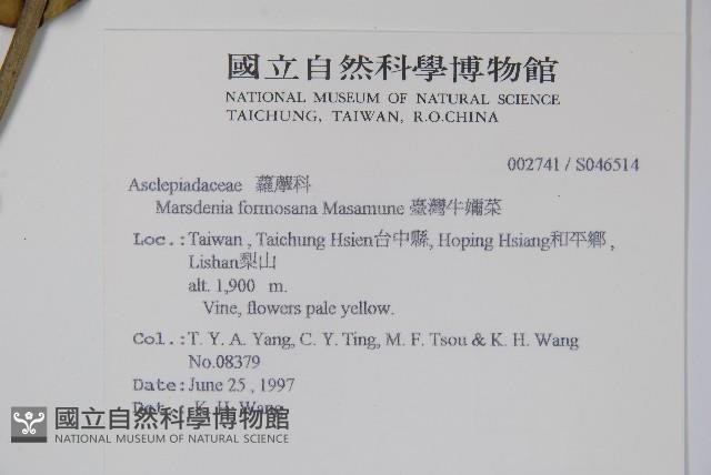 臺灣牛嬭菜藏品圖，第2張