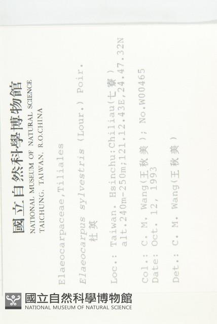 杜英、山杜英、蘭嶼杜英藏品圖，第2張