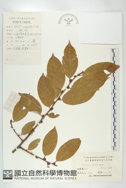 藤胡頹子藏品圖，第3張