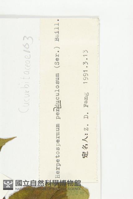 波稜瓜藏品圖，第3張