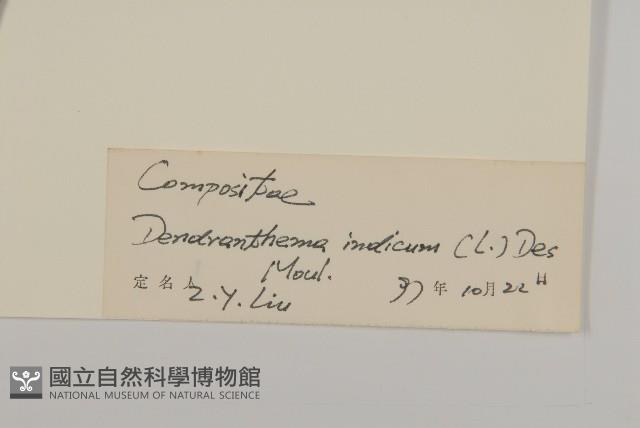 油菊、野菊藏品圖，第3張