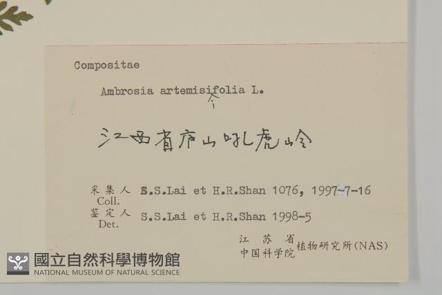 豬草、瘤果菊藏品圖，第3張