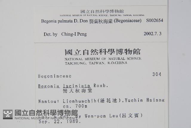 裂葉秋海棠藏品圖，第2張