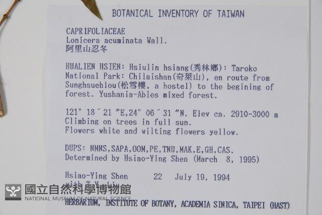 阿里山忍冬、漸尖葉忍冬藏品圖，第2張