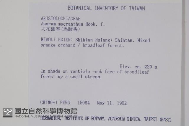 大花細辛、馬蹄香藏品圖，第2張