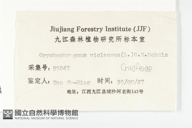 諸葛菜藏品圖，第3張