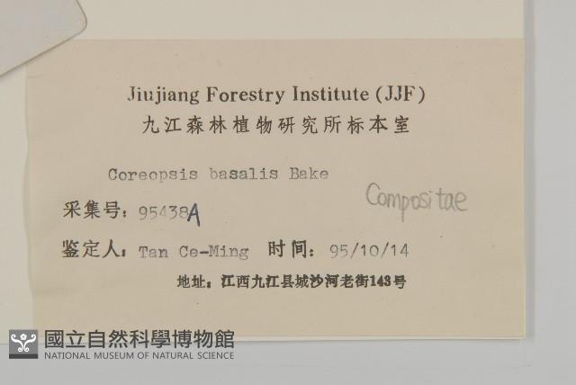 金雞菊藏品圖，第3張