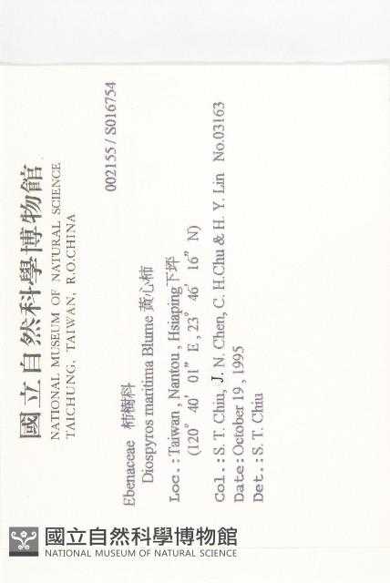 黃心柿藏品圖，第2張